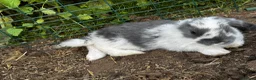 French Lop rabbits for sale: 🩷💙 French lop Kits ready to go 2nd June 🩷💙 - Advert 3