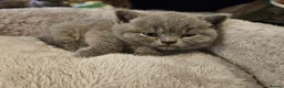 British Shorthair cats for sale: British Shorthair GCCF LAST kittens available - Advert 17