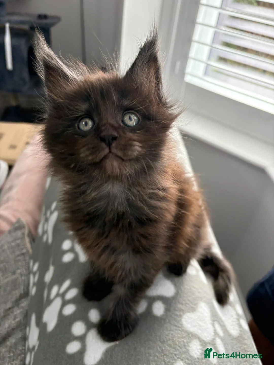 Maine Coon cats for sale: Maine Coon Kitten  - Advert 1