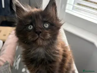 Maine Coon cats Maine Coon Kitten - Advert 10