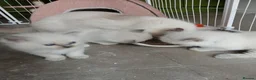 Ragdoll cats for sale: Ragdoll kittens in Cumnock - Advert 3