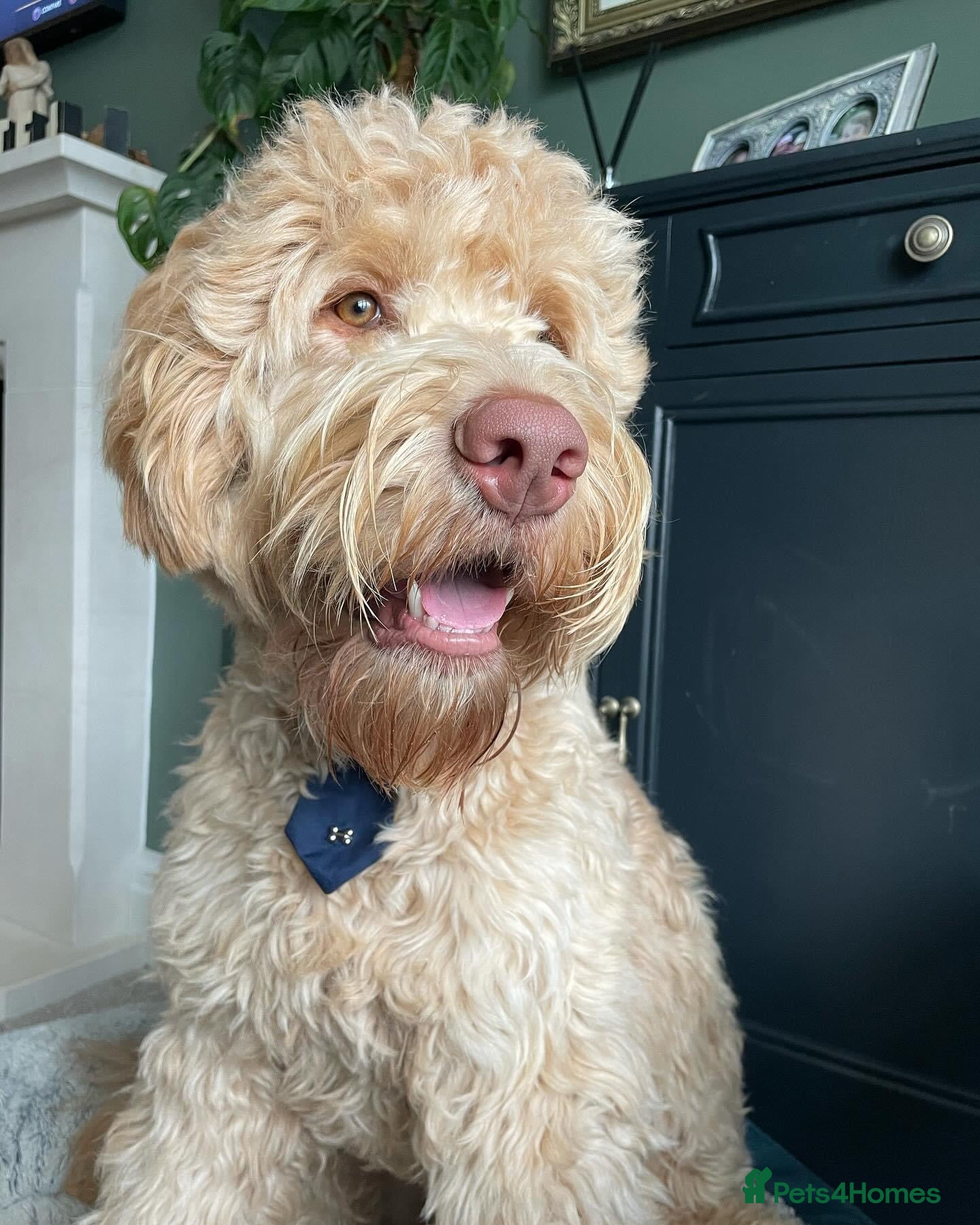 Labradoodle dogs for sale: LAST 3 LARGE PREMIUM MULTIGEN DOUBLE DOODLES 🐾🐾 - Advert 26