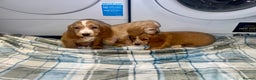Cocker Spaniel dogs for sale: Beautiful Show Type Puppies - Advert 5