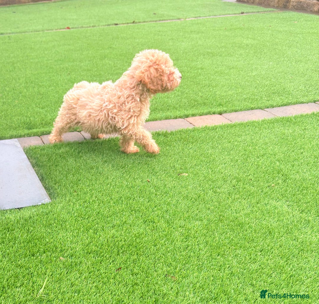 Cockapoo dogs for sale: F1B cockapoo puppy - Advert 6