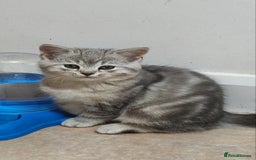 British Shorthair cats for sale: 4 little kittens - Image 2