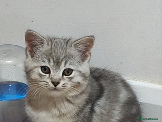 British Shorthair cats 4 little kittens - Advert 9