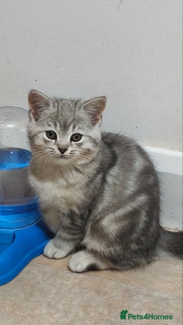 British Shorthair cats 4 little kittens - Advert 1