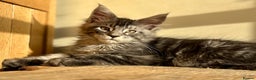 Maine Coon cats for sale: Beautiful Maine coon kittens - Advert 30