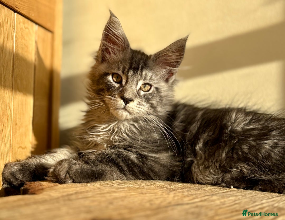 Maine Coon cats for sale: Beautiful Maine coon kittens - Advert 30