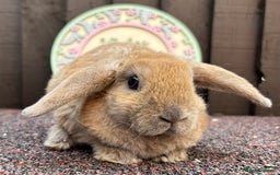 Mini Lop rabbits for sale: Mini Plush Lops - Image 3