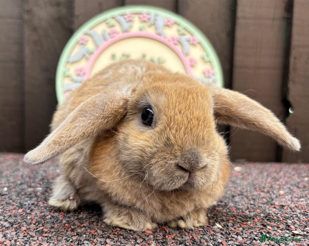 Mini Lop rabbits for sale: Mini Plush Lops - Image 3
