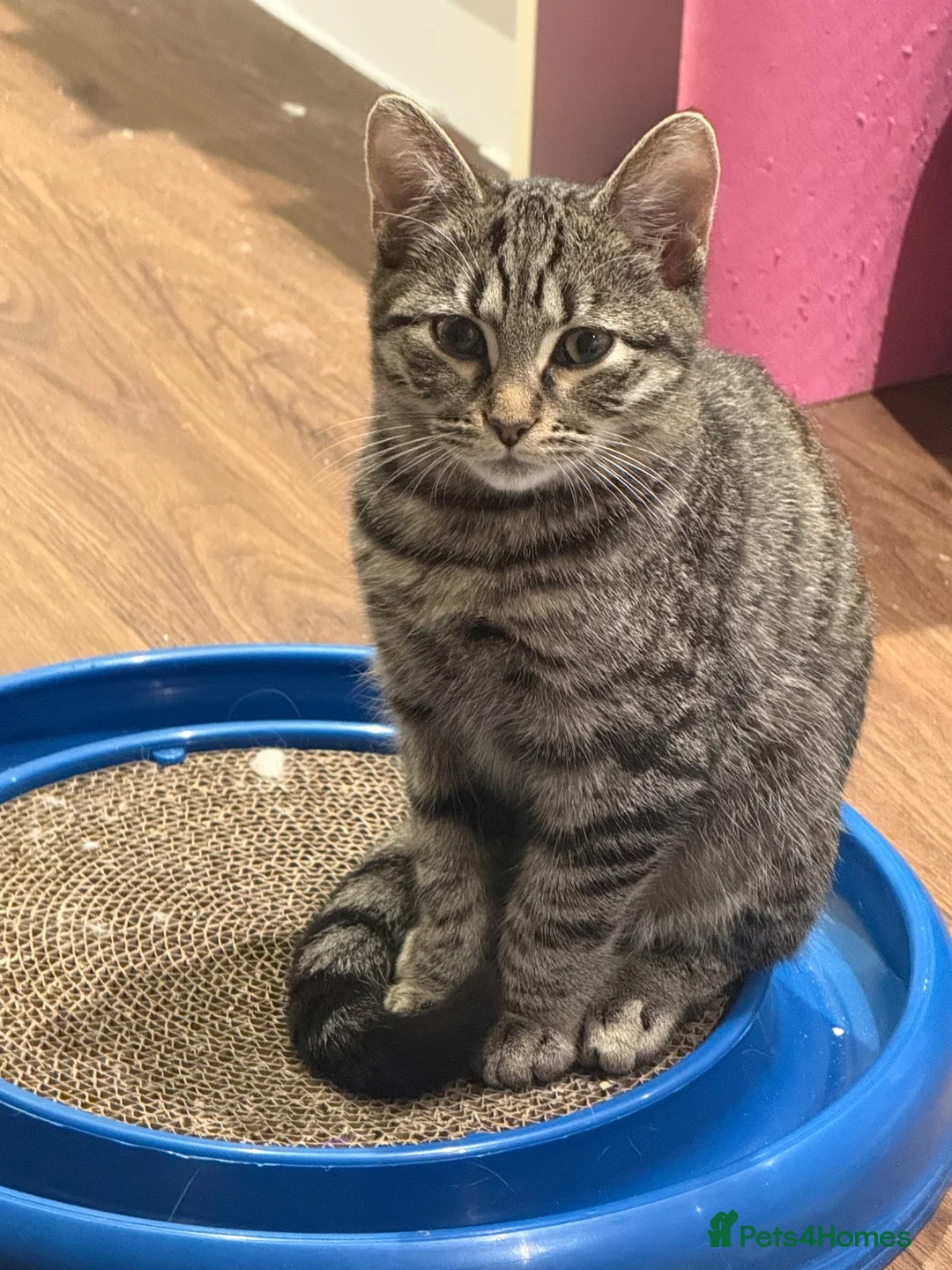 Mixed Breed cats for sale: Tabby boy in Leeds - Advert 2