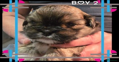 Lhasa Apso dogs - Advert 1