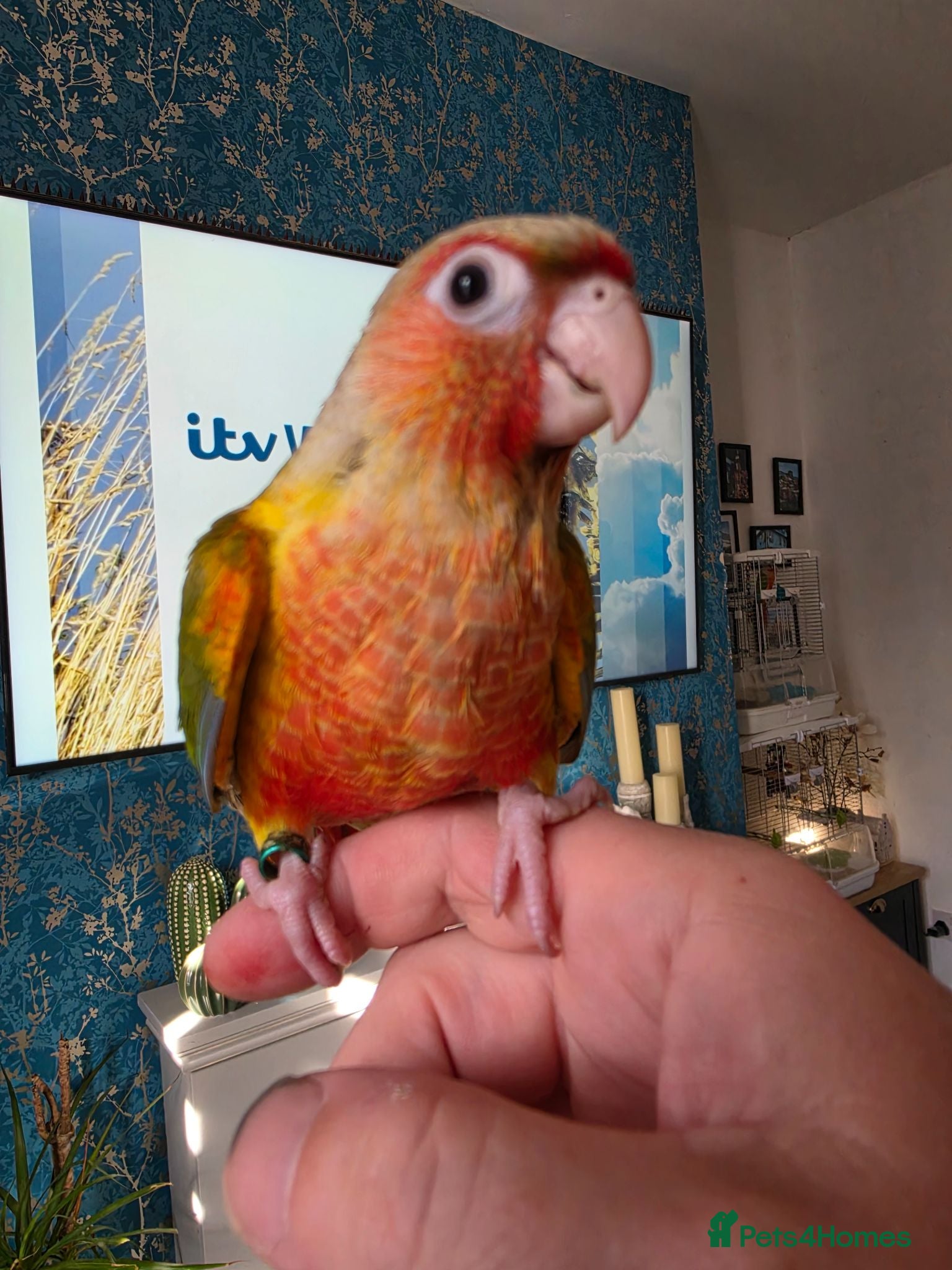 Conures birds 8 Week old! Hand reared Conures! X3  - Advert 16