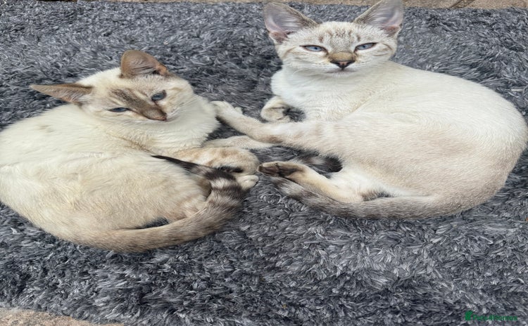 Bengal cats - Advert 7