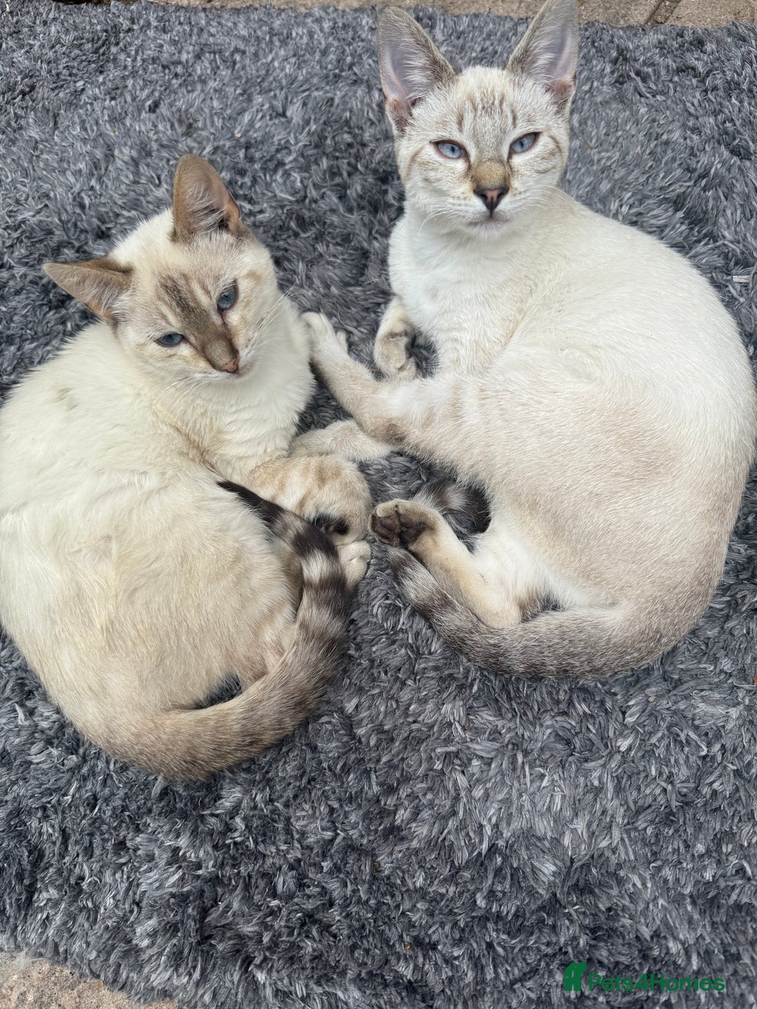 Bengal cats for sale: Snow Bengal lynx - Image 1