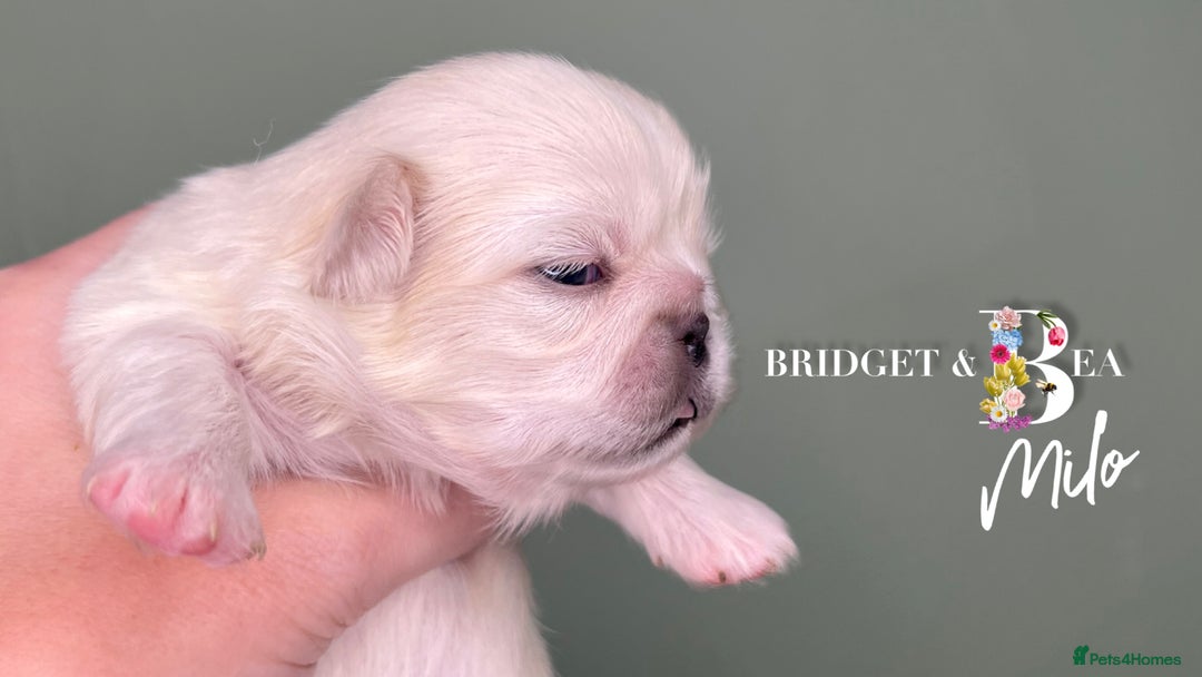 Pekingese dogs for sale: 🩷QUALITY BOYS & GIRLS🩵 - Advert 6