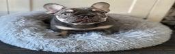 French Bulldog dogs for sale: French bulldog girl  - Advert 3