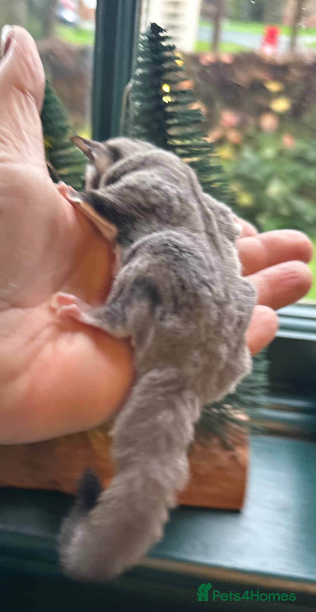 Sugar Glider rodents for sale: Stunning platinum sugar gliders - Advert 4