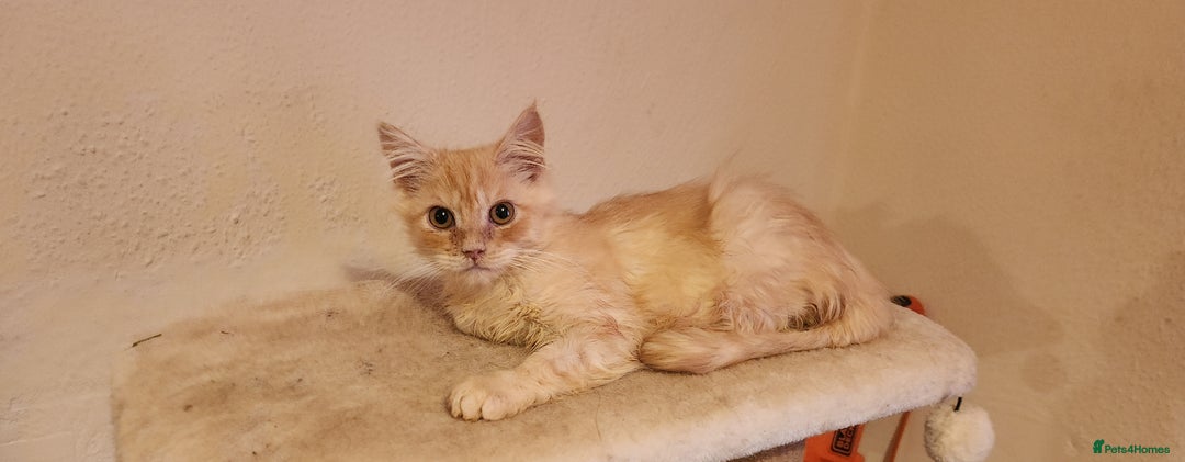 Maine Coon cats for sale: Pure Pedigree Maine Coon kittens  - Image 3