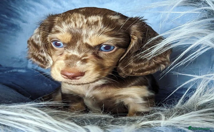 Miniature Dachshund dogs - Advert 14