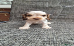 Cocker Spaniel dogs for sale: Beautiful Show Cocker Girl ready NOW  - Image 8