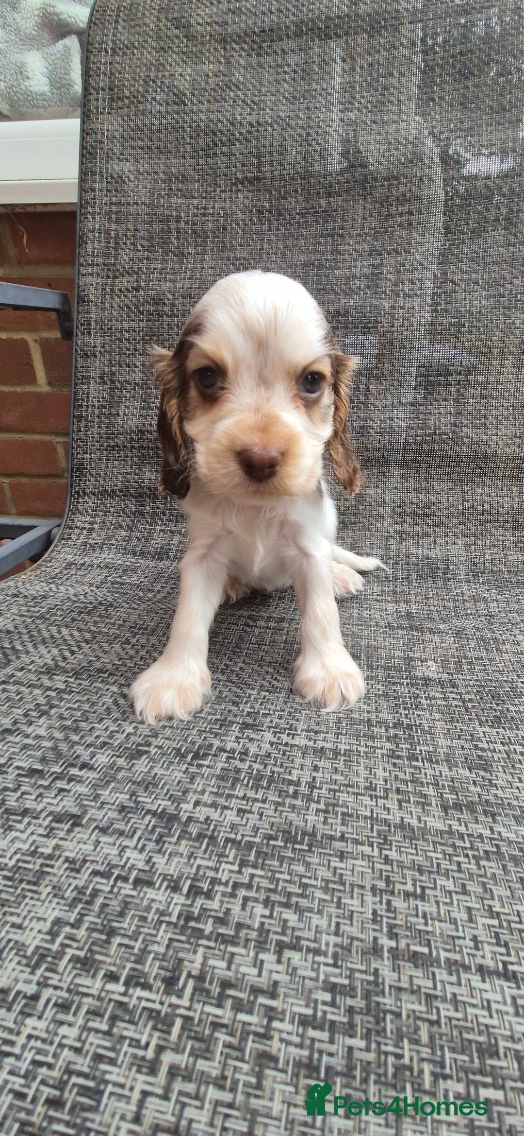 Cocker Spaniel dogs for sale: Beautiful Show Cocker Girl ready NOW  - Image 8