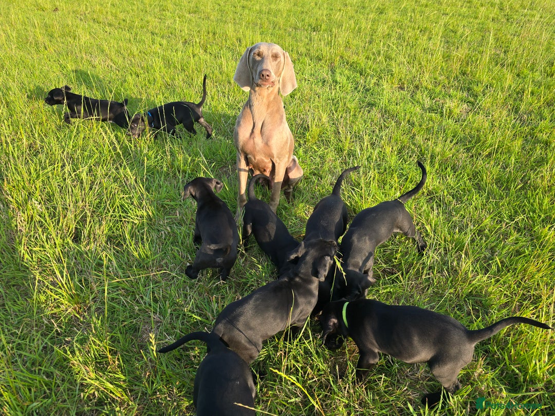 Mixed Breed dogs for sale: Exceptional Weimador pups  - Image 6