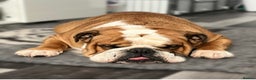 English Bulldog dogs for stud: Champion sired Gold Health Tested Bulldog Stud Dog - Advert 3