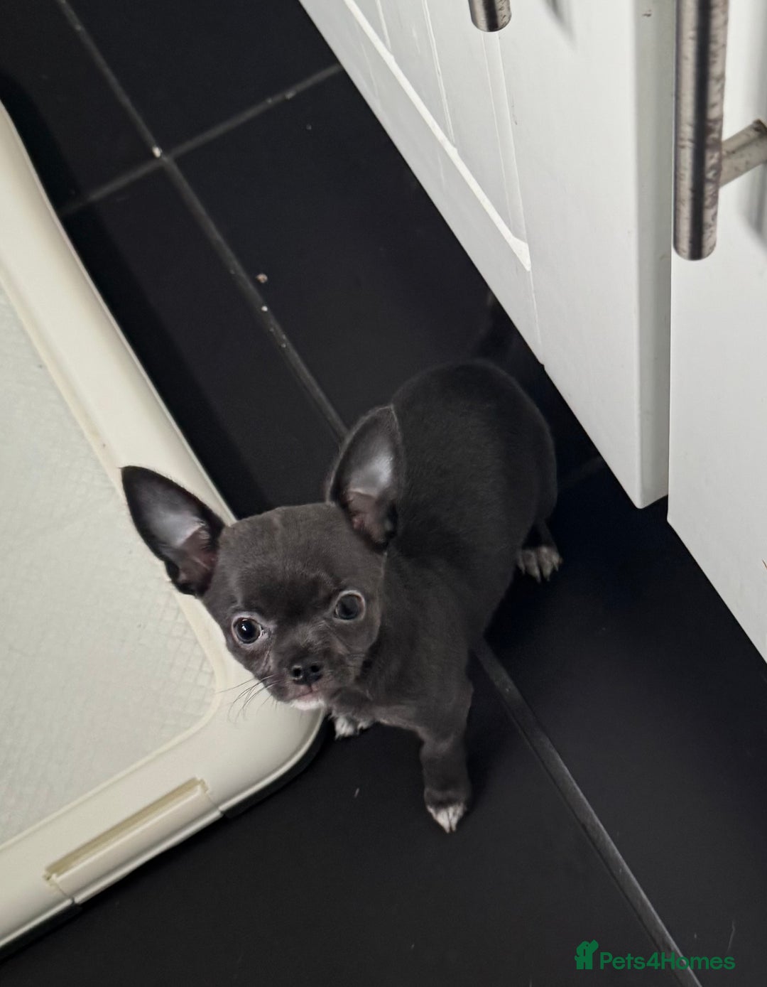 Chihuahua dogs for sale: Blue female chihuahua puppy - Advert 3