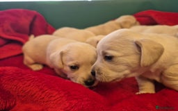 West Highland Terrier dogs for sale: WEST HIGHLAND DAXIE'S - Image 26