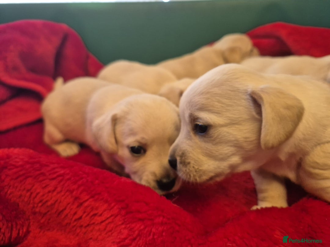 West Highland Terrier dogs for sale: WEST HIGHLAND DAXIE'S - Image 26