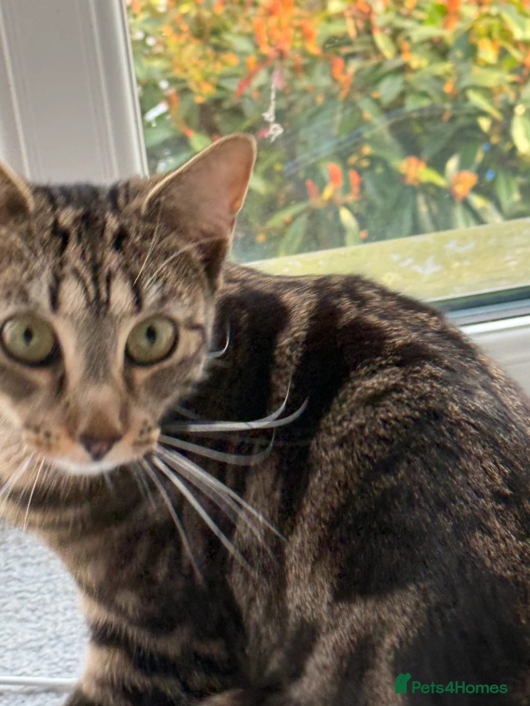 British Shorthair cats for sale: Stormi  1 Year Old Cat Looking 4 a Loving Home in Milton Keynes - Advert 2