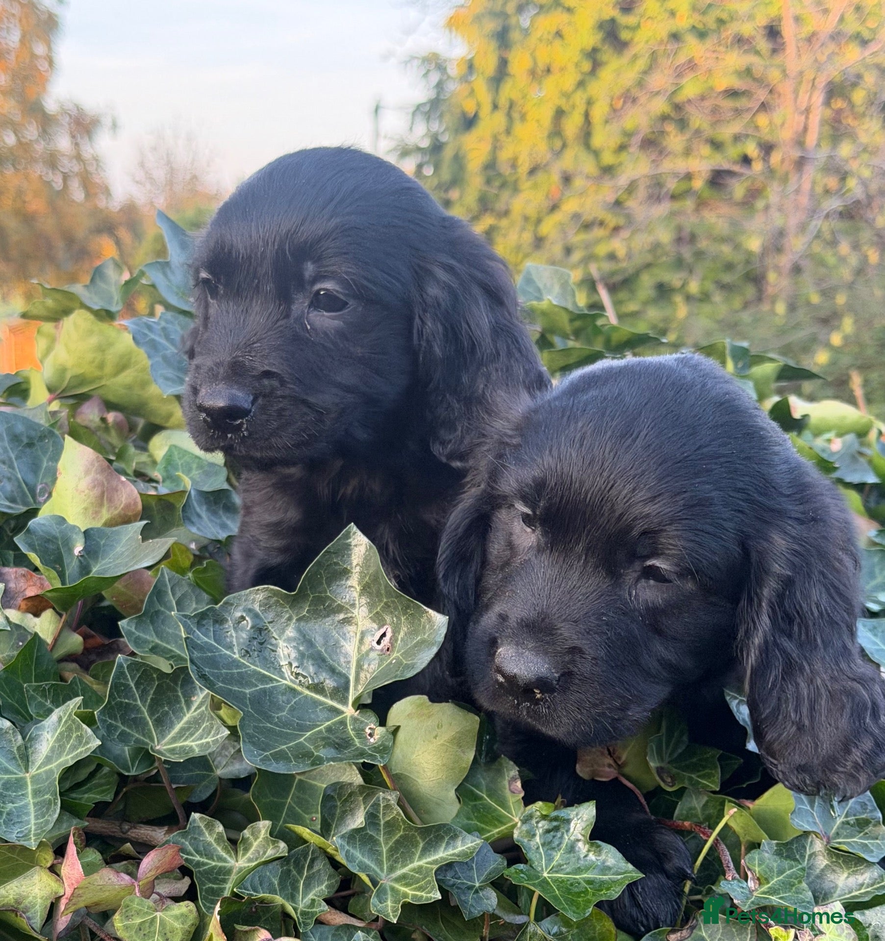 Mixed Breed dogs for sale: Golden Retriever x Springer Spaniel - Advert 1