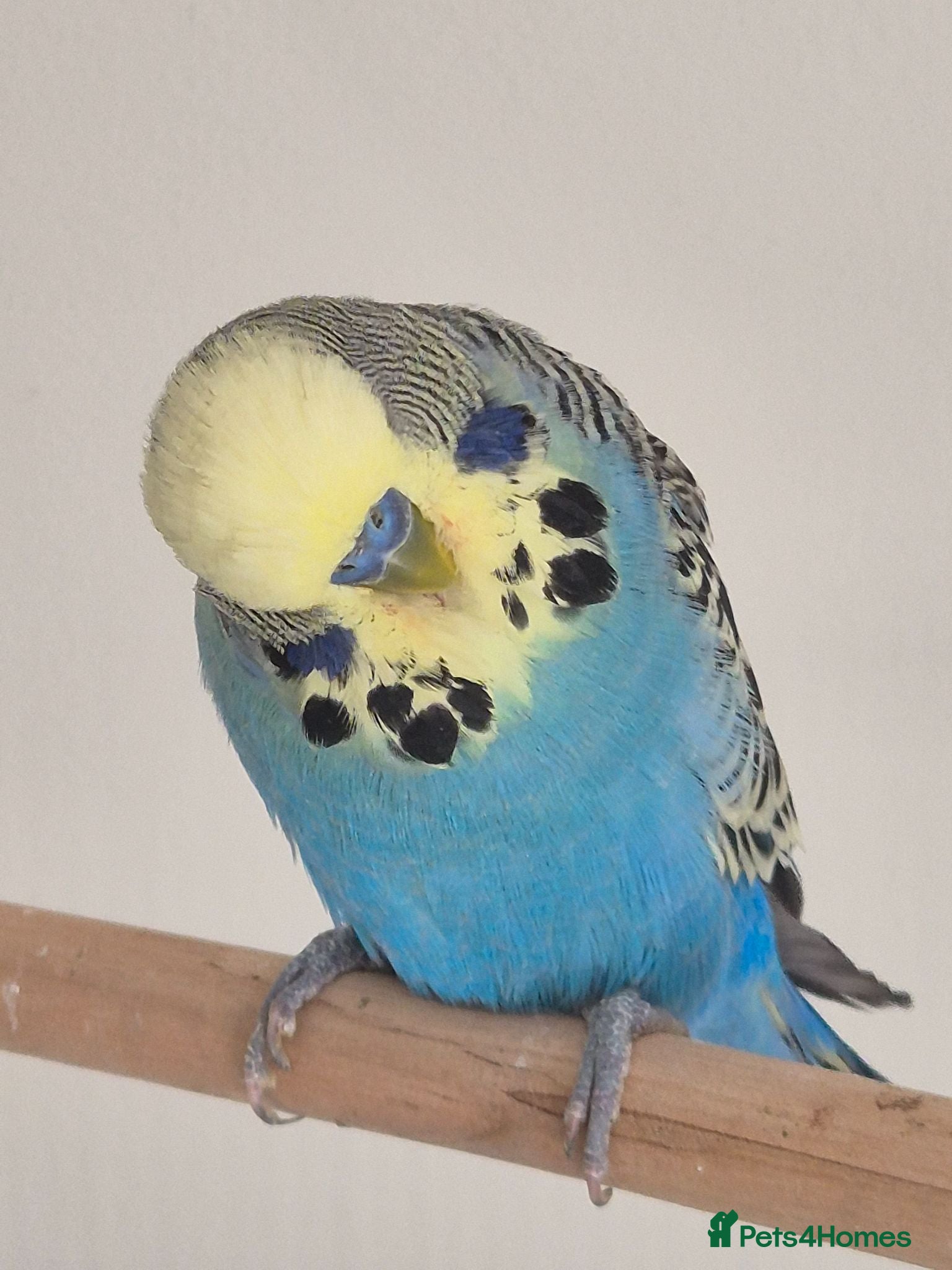 Budgerigars birds Male sky Blue yellow face tamed - Advert 2