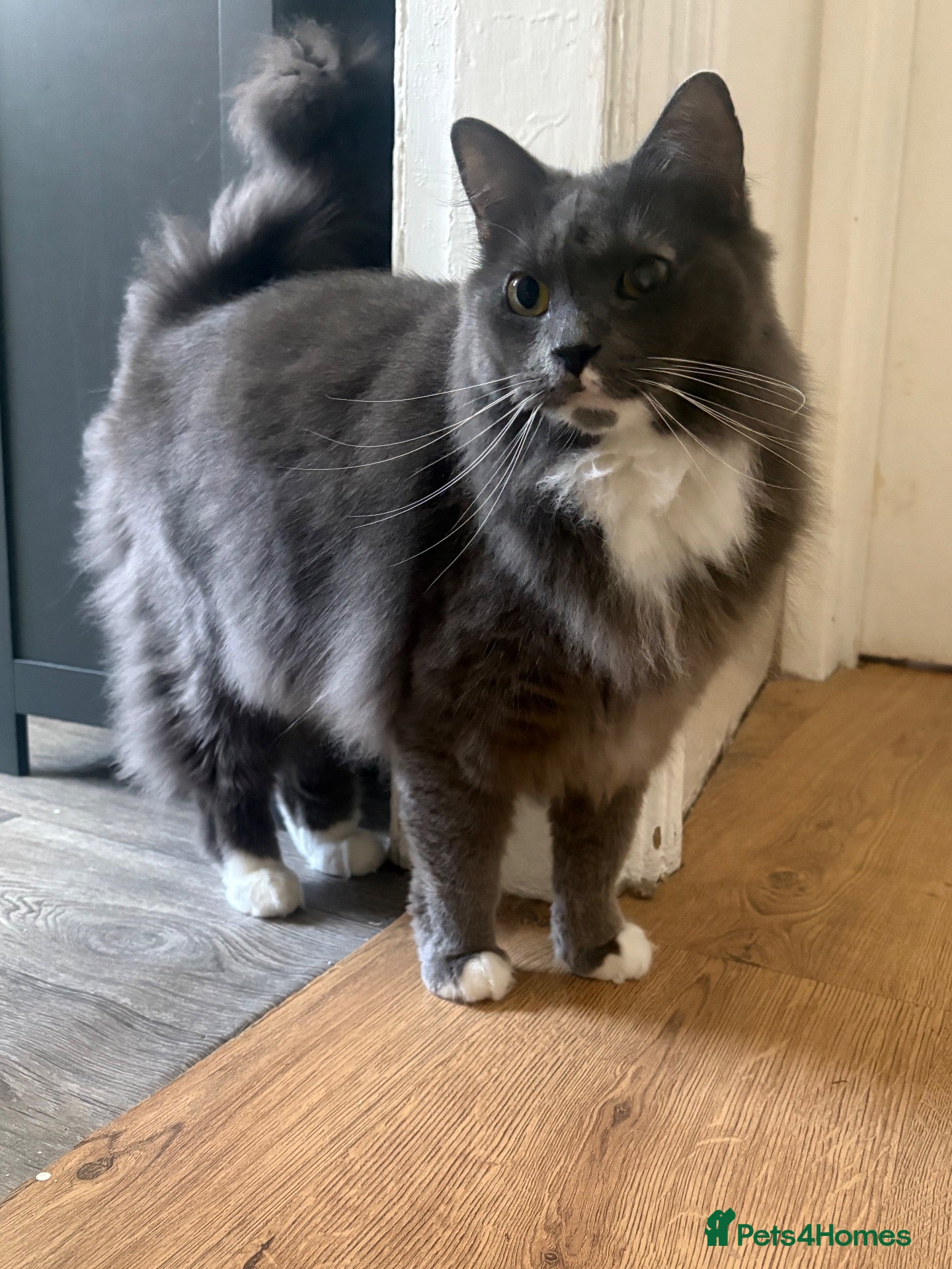 Mixed Breed cats 1 year old male cat looking for forever home - Advert 3