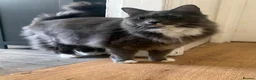 Mixed Breed cats for sale: 1 year old male cat looking for forever home in Sunderland - Advert 1