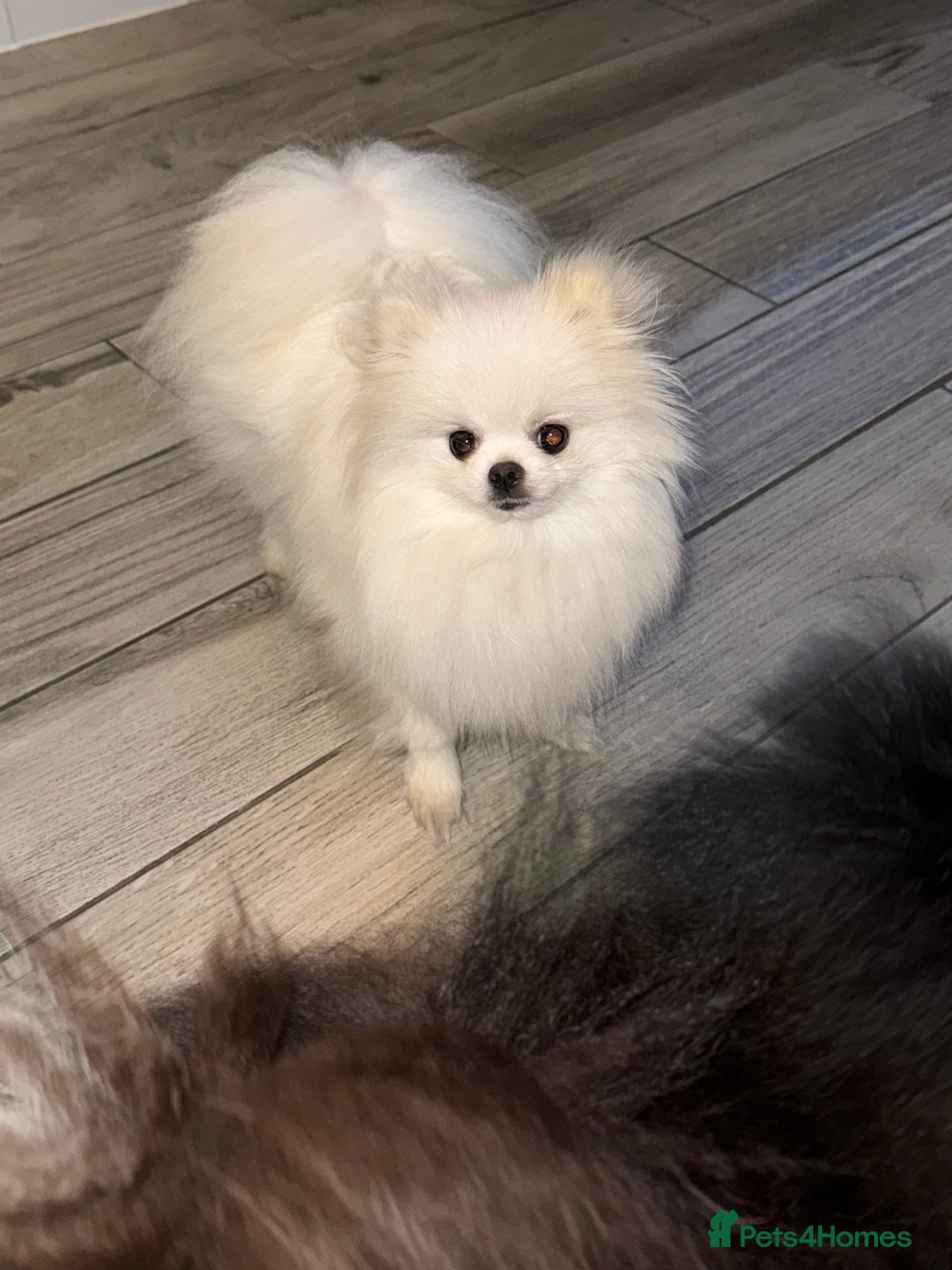 Pomeranian dogs for sale: 1 year old female Pomeranian  - Advert 3