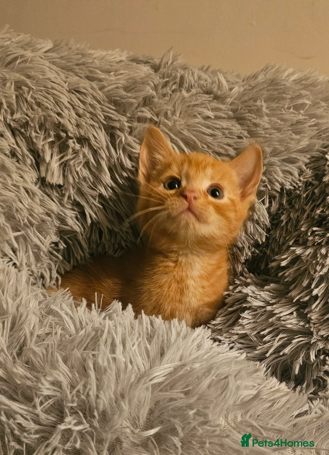 Mixed Breed cats for sale: Kitten ready now - Advert 4