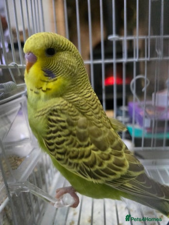 Budgerigars birds - Advert 1