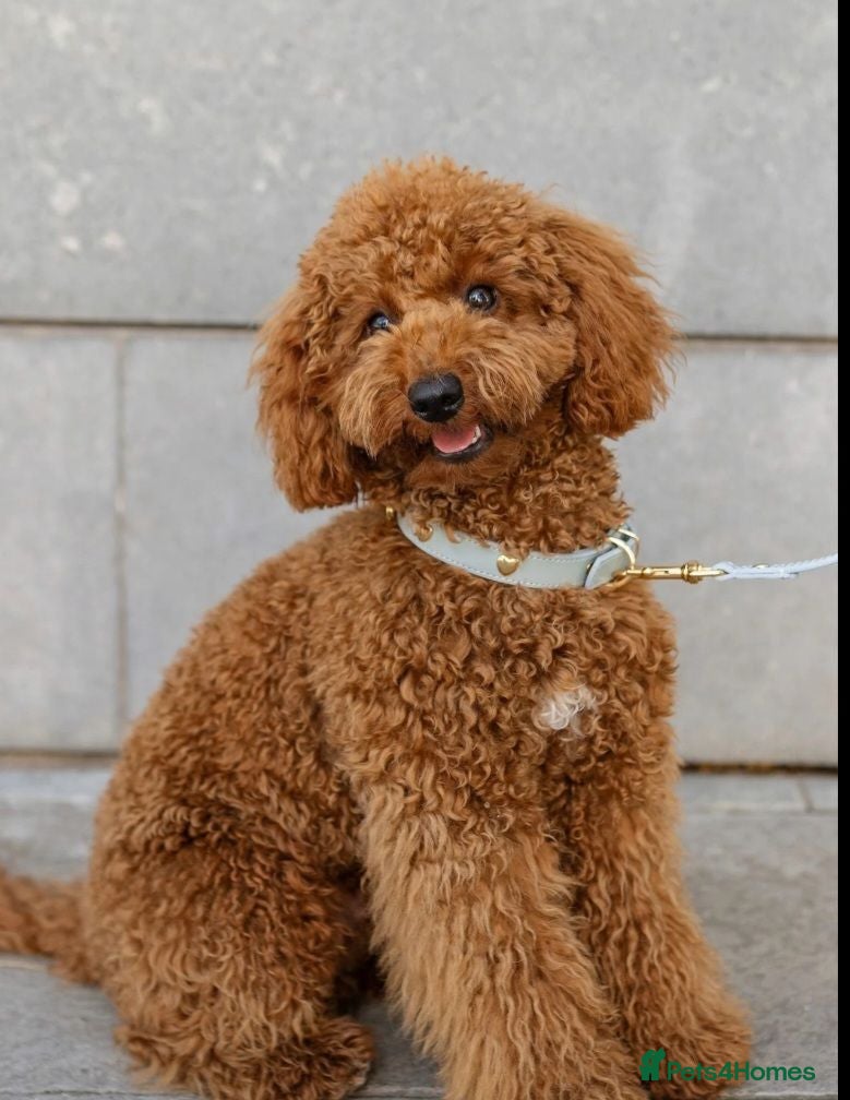 Miniature Poodle dogs Miniature poodle - Advert 1