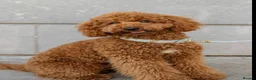 Miniature Poodle dogs for sale: Miniature poodle - Advert 1