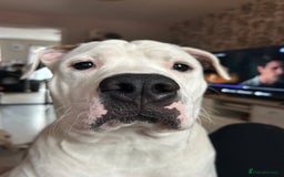 Mixed Breed dogs for sale: American Bulldog cross Staffy  - Image 1