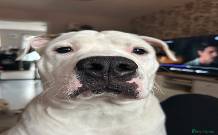Mixed Breed dogs - Advert 13