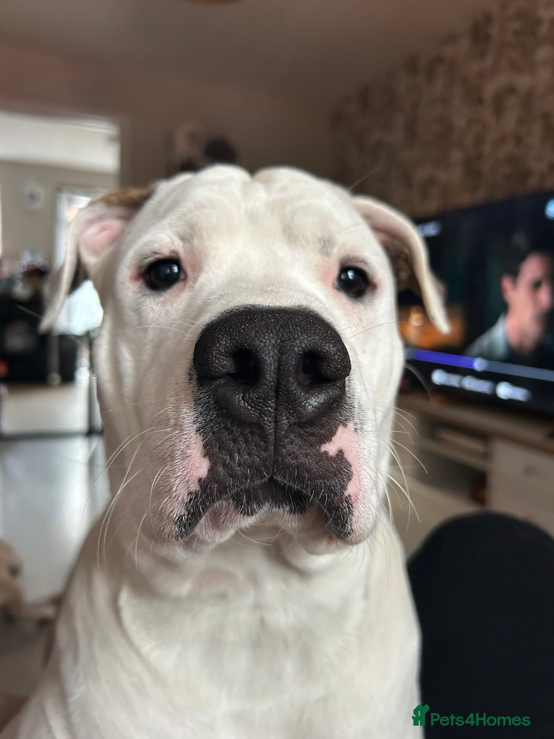 Mixed Breed dogs for sale: American Bulldog cross Staffy  - Image 1