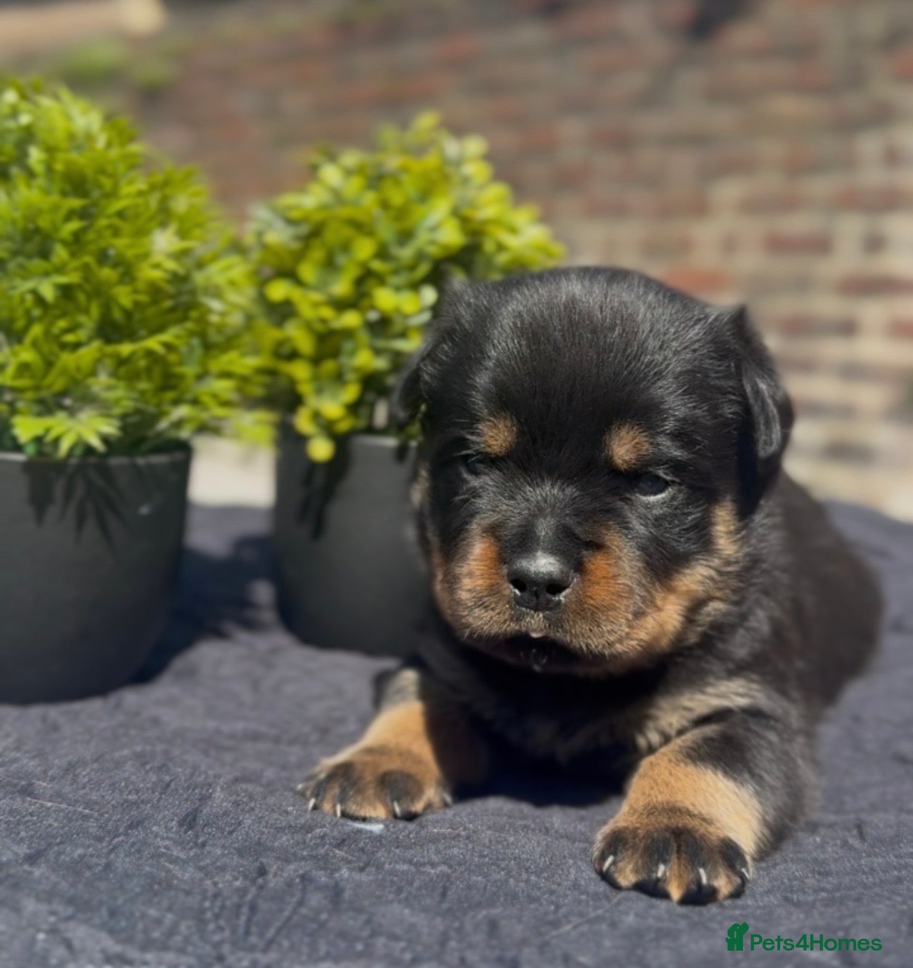 Rottweiler dogs Two Rottweiler pups ready start of June to reserve - Advert 2