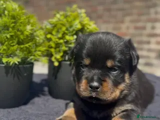 Rottweiler dogs Two Rottweiler pups ready start of June to reserve - Advert 2