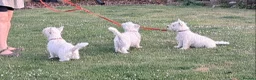 West Highland Terrier dogs for sale: West highland white terrier  - Advert 5