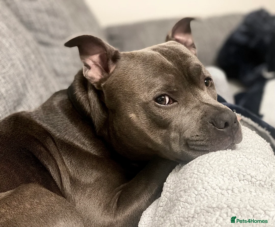 Staffordshire Bull Terrier dogs for stud: Blue Staffordshire Bull Terrie Stud  - Advert 5