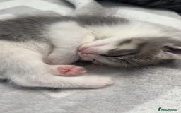 Mixed Breed cats for sale: Kittens - Image 3